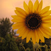 Summer gardening 092.JPG