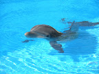 A dolphin at the MGM Mirage.