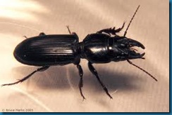 ground beetle-scarites