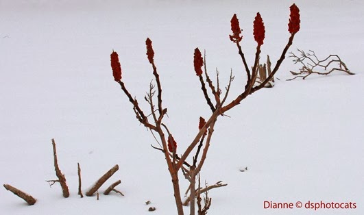 IMG_3890Sumac By The Pond