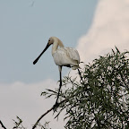 IMG_6706.JPG