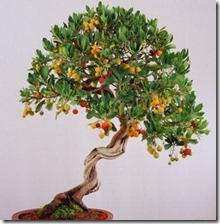 1250055309_arbutus_unedo 1250055309_arbutus_unedo