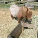 Pony