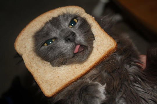 [breaded-cats-01%255B2%255D.jpg]