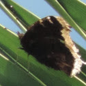 Mourning Cloak