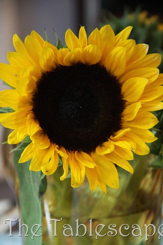 [sunflowers-0403.jpg]