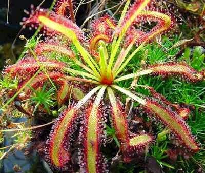 [Drosera-capensis-13.jpg]
