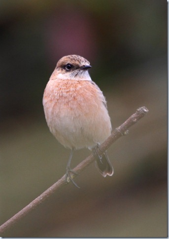 sibe_stonechat