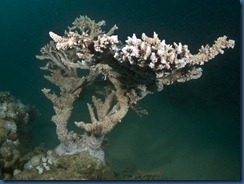 IMG_0219 IMG_0219
