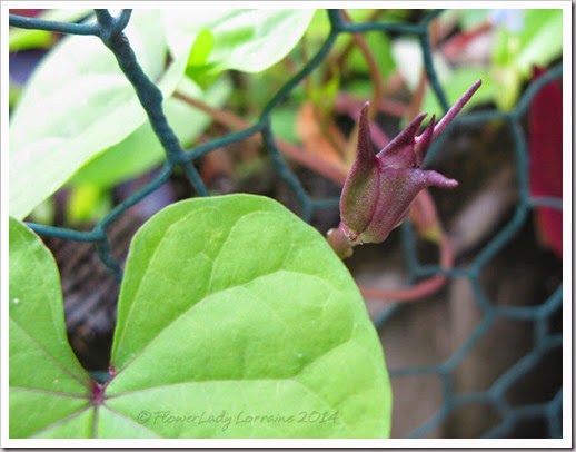 04-16-moonflower-bud 04-16-moonflower-bud