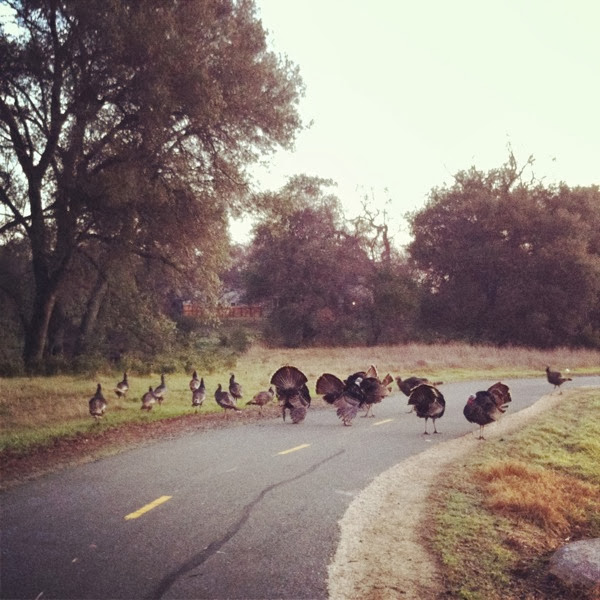 bike trail turkeys