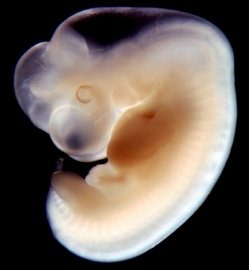 [embryo%255B3%255D.jpg]