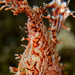 ornate ghost pipefish pregnant