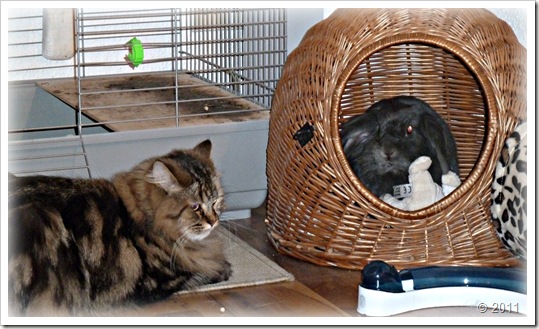 2011_05_08BabaBella1 2011_05_08BabaBella1