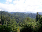 california_sequoia