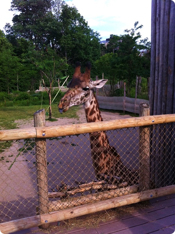 zoo2 zoo2