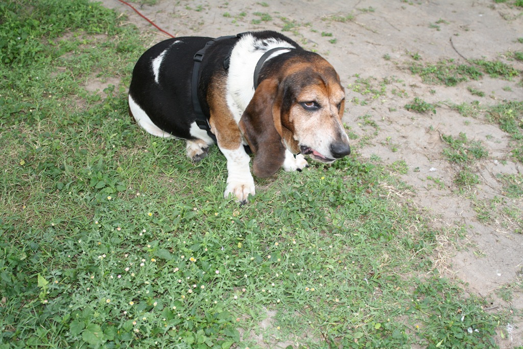 [dogs%2520and%2520such%2520084%255B4%255D.jpg]