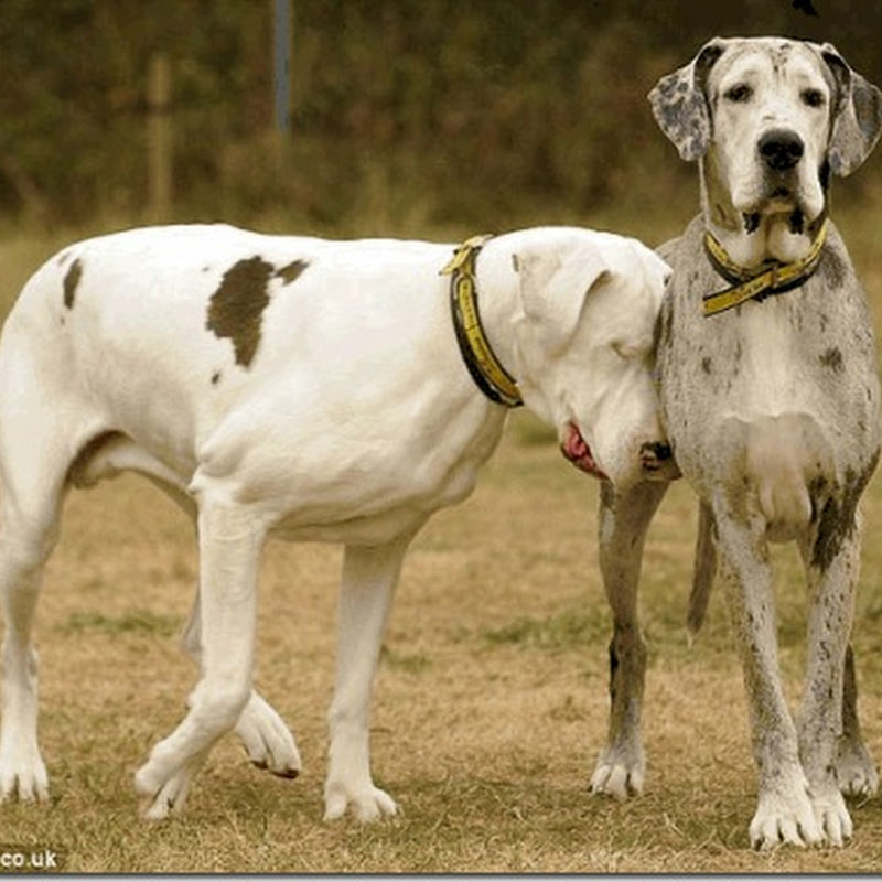 A dog's seeing-eye dog..