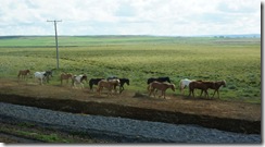 Icelandic horses