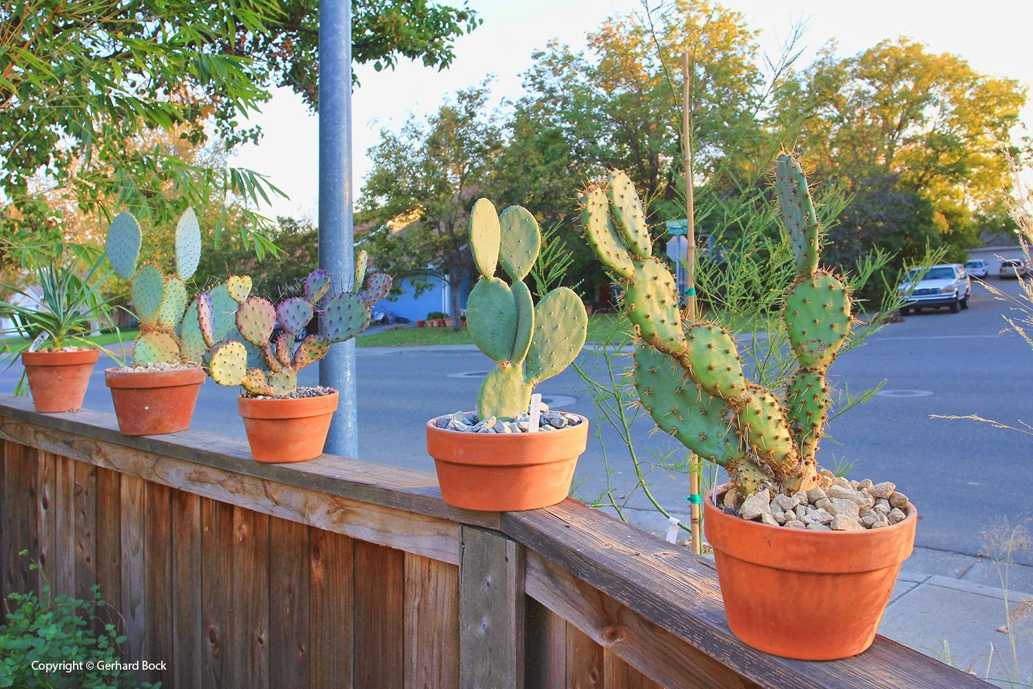 [131026_pots-on-front-yard-fence_086.jpg]