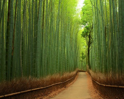 [Bamboo-Forest-Japan4.jpg]