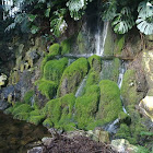 Moss