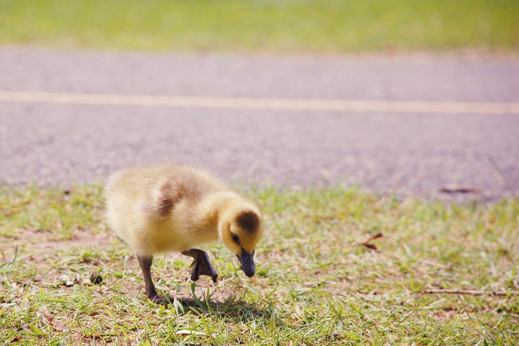 [GEESE-44.jpg]