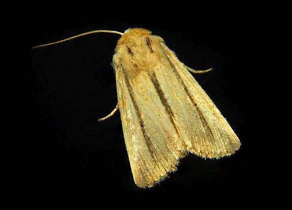 Hétérocères d'Australie - Noctuinae : Hadeninae : Leucania diatrecta BUTLER, 1886. Umina Beach (NSW, Australie), 26 octobre 2011. Photo : Barbara Kedzierski