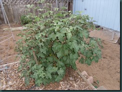 Mallow cutting, back yard, Mar 12 003