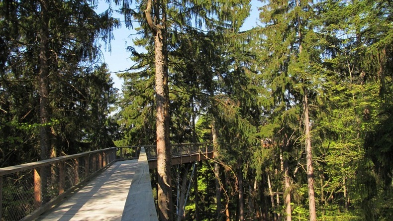 bavaria-treetop-walk-6 bavaria-treetop-walk-6