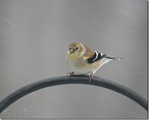 GoldenFinch_Jan2012