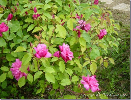 rosa general schablikine rosa general schablikine