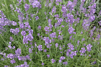 Wild flowers