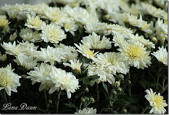 Chrysanthemums_White