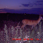MDGC0398.JPG