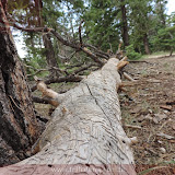 Até o cupim de madeira caprichou !!! -Bryce Canyon NP - Hatch, UT