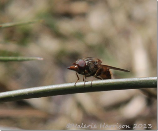 10 Rhingia-campestris