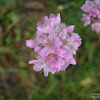 dsc07015.jpg