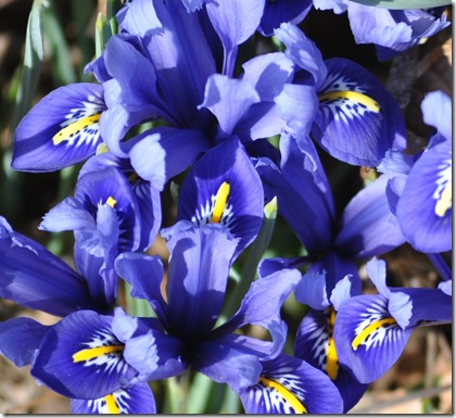 miniature iris