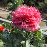 Papaver somniferum 'Paeoniflorum' - Pavot à fleur de Pivoine rose