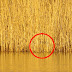 Bitterncircled