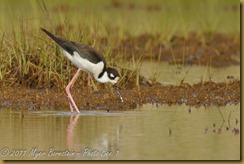 Black-necked Stilt  _ROT4156   NIKON D3S June 04, 2011