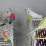 Jan 21-12 My flock.JPG