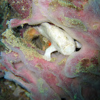 Frogfish