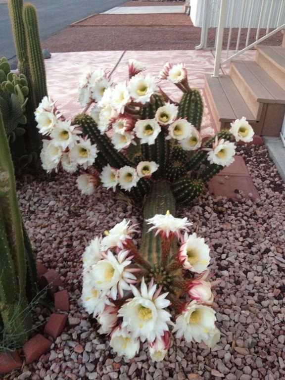 [cactus%2520blooms%255B4%255D.jpg]