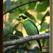 Long-Tailed-Broadbill02.jpg