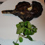 Press Market Cut Ribeye.JPG
