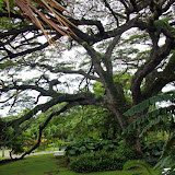 A Huge Tropical Tree At Romney Manor - Basseterre, St. Kitts