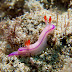 Kahuna nudibranch - Photo (c) DavidR.808, some rights reserved (CC BY-NC-SA)