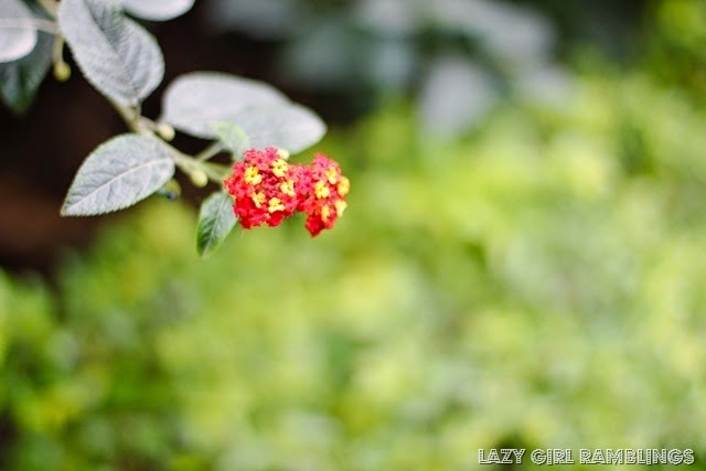 [20131216-IMG_4767_thumb2.jpg]